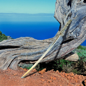 KHDM1 - Katana HIGHLANDER Duncan MacLeod